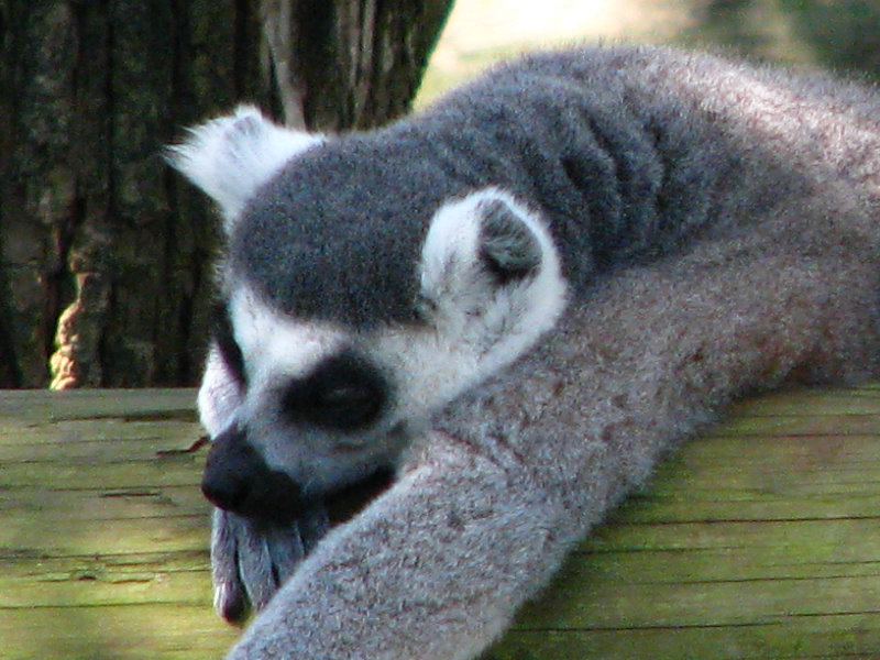 Lowry-Park-Zoo-Tampa-FL-060