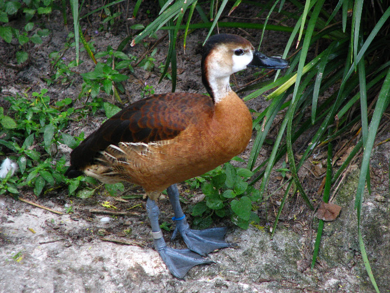 Lowry-Park-Zoo-Tampa-FL-061