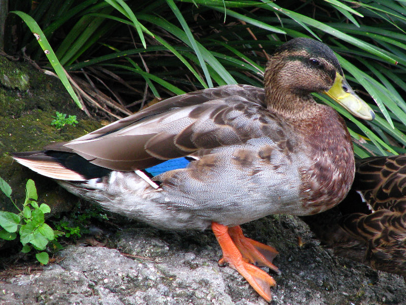 Lowry-Park-Zoo-Tampa-FL-062
