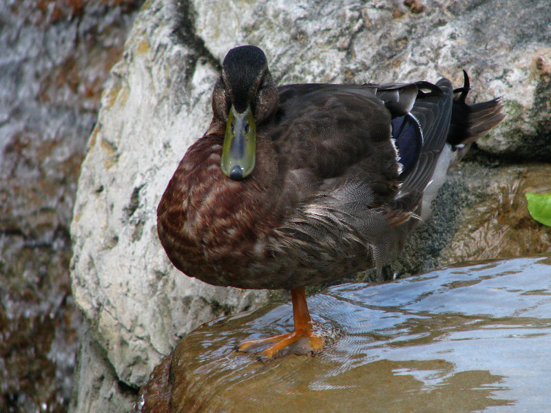 Lowry-Park-Zoo-Tampa-FL-063