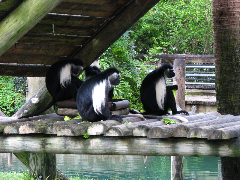 Lowry-Park-Zoo-Tampa-FL-066