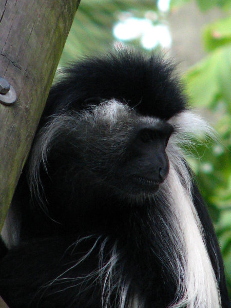 Lowry-Park-Zoo-Tampa-FL-067