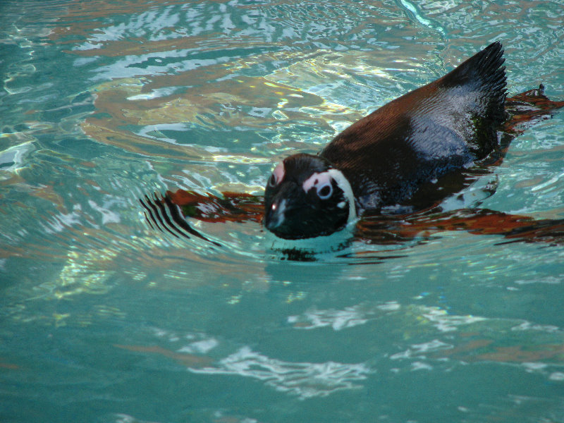 Lowry-Park-Zoo-Tampa-FL-070