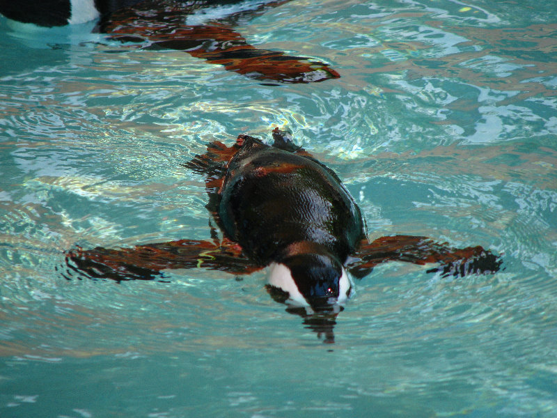 Lowry-Park-Zoo-Tampa-FL-071