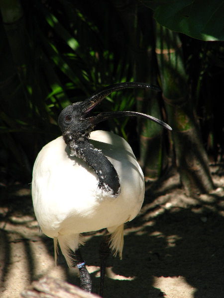 Lowry-Park-Zoo-Tampa-FL-072