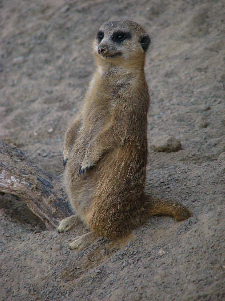 Lowry-Park-Zoo-Tampa-FL-076