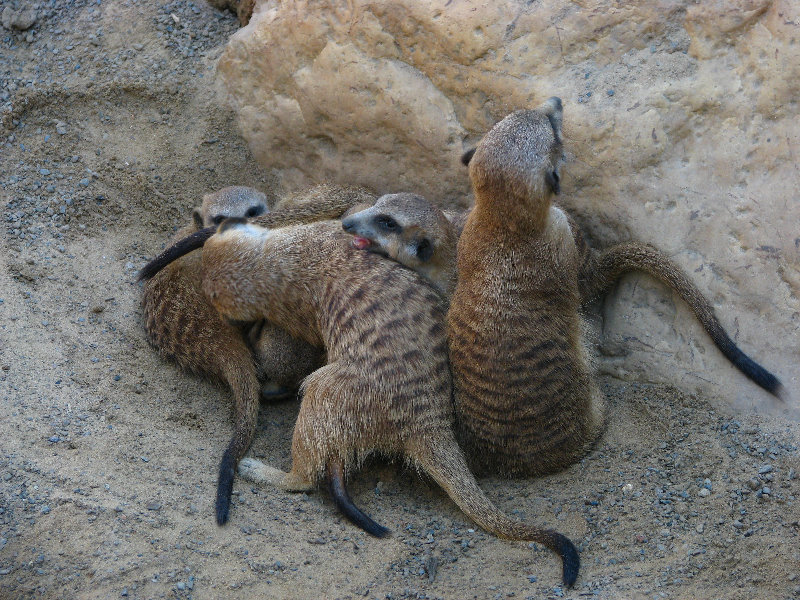 Lowry-Park-Zoo-Tampa-FL-077