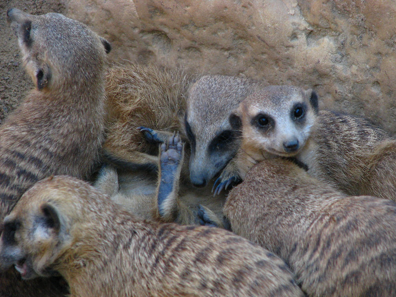 Lowry-Park-Zoo-Tampa-FL-078