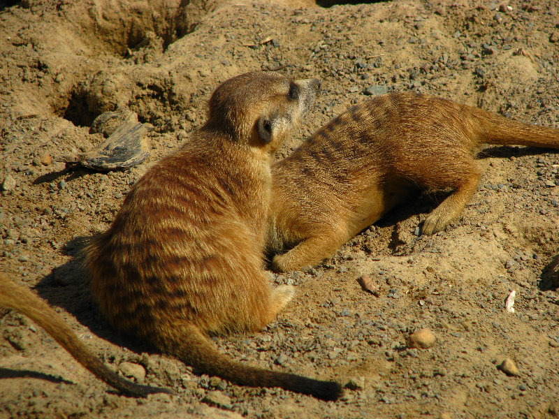 Lowry-Park-Zoo-Tampa-FL-079