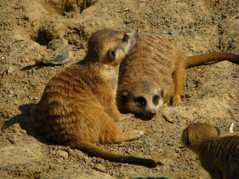 Lowry-Park-Zoo-Tampa-FL-080