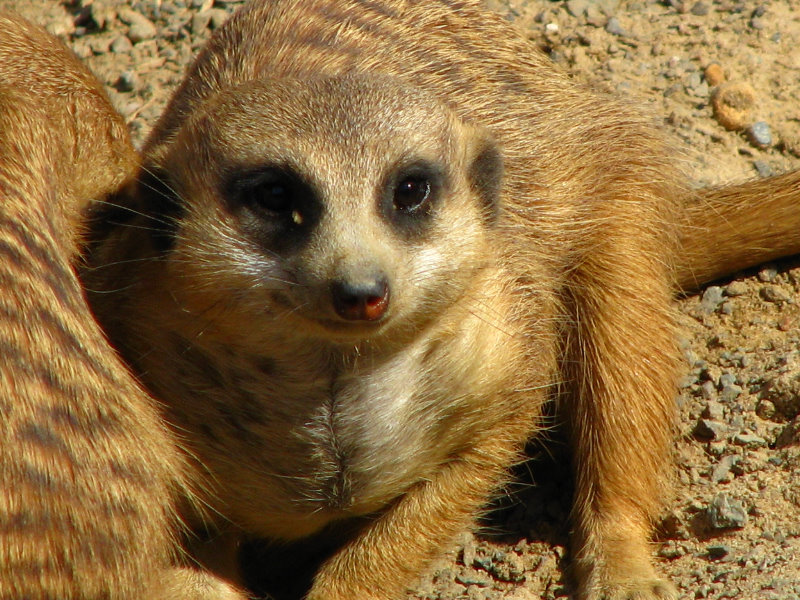 Lowry-Park-Zoo-Tampa-FL-081