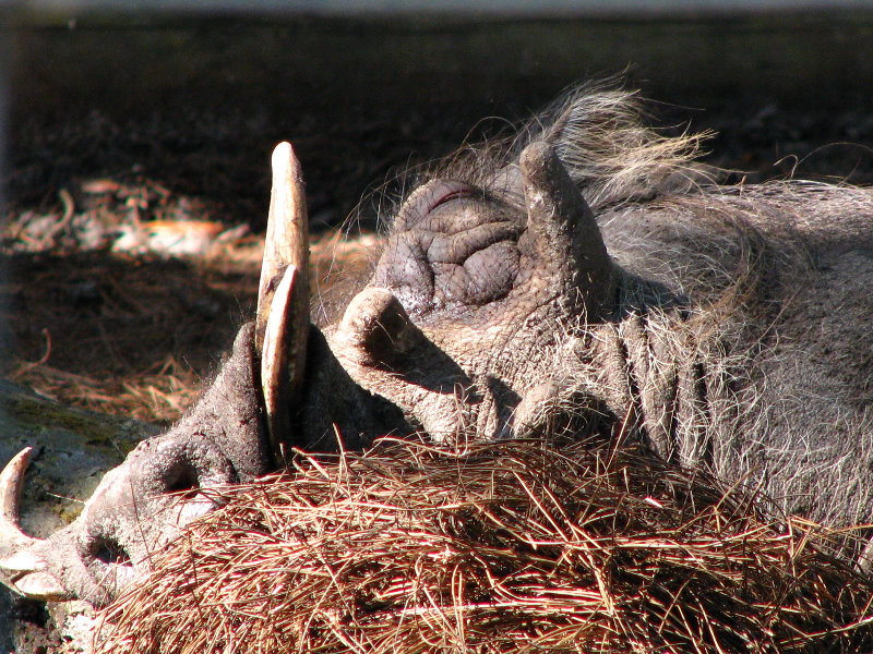 Lowry-Park-Zoo-Tampa-FL-082