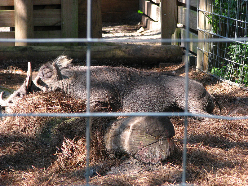 Lowry-Park-Zoo-Tampa-FL-083