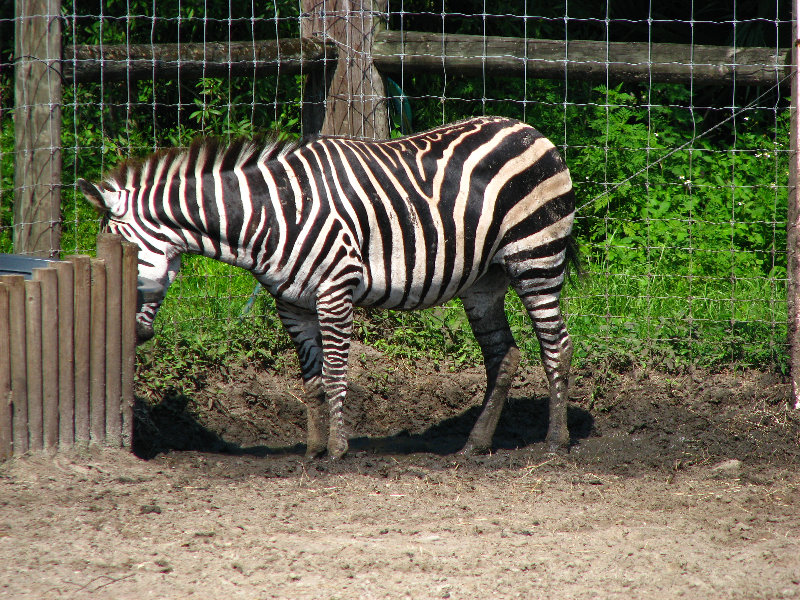 Lowry-Park-Zoo-Tampa-FL-085