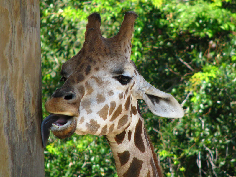 Lowry-Park-Zoo-Tampa-FL-086