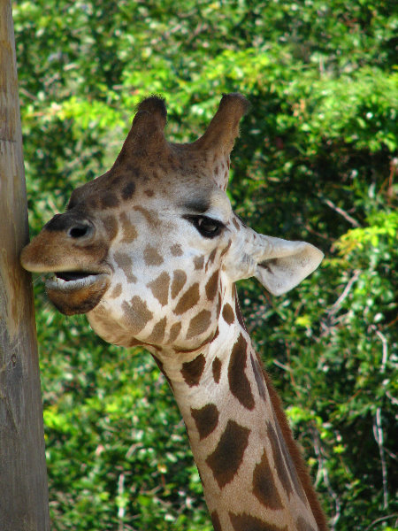 Lowry-Park-Zoo-Tampa-FL-087