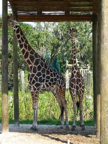 Lowry-Park-Zoo-Tampa-FL-089