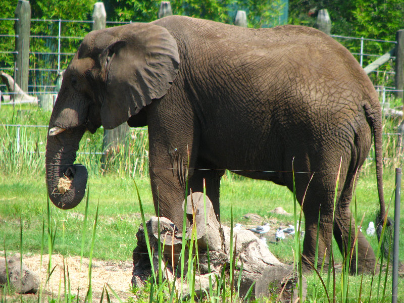 Lowry-Park-Zoo-Tampa-FL-092