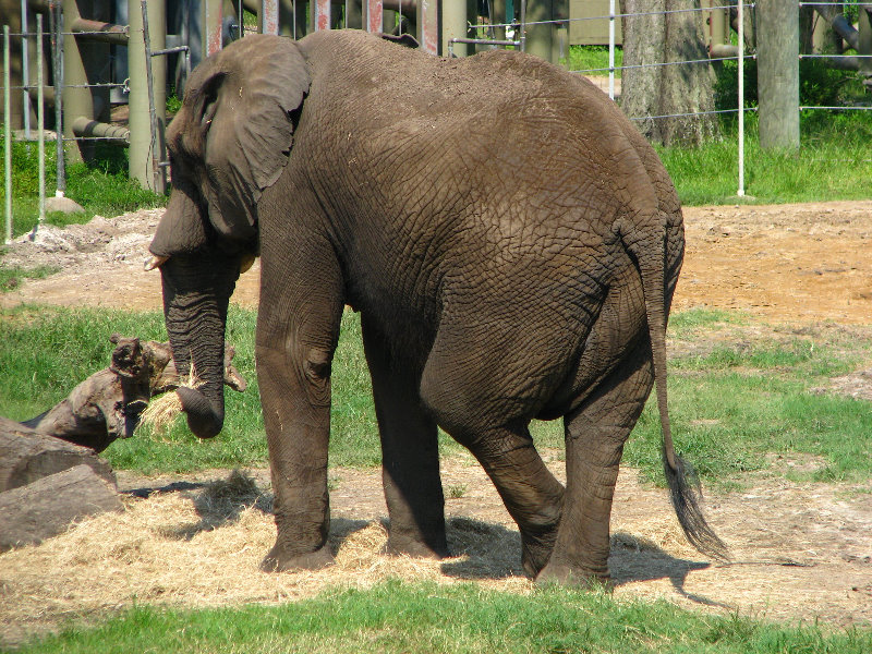 Lowry-Park-Zoo-Tampa-FL-093