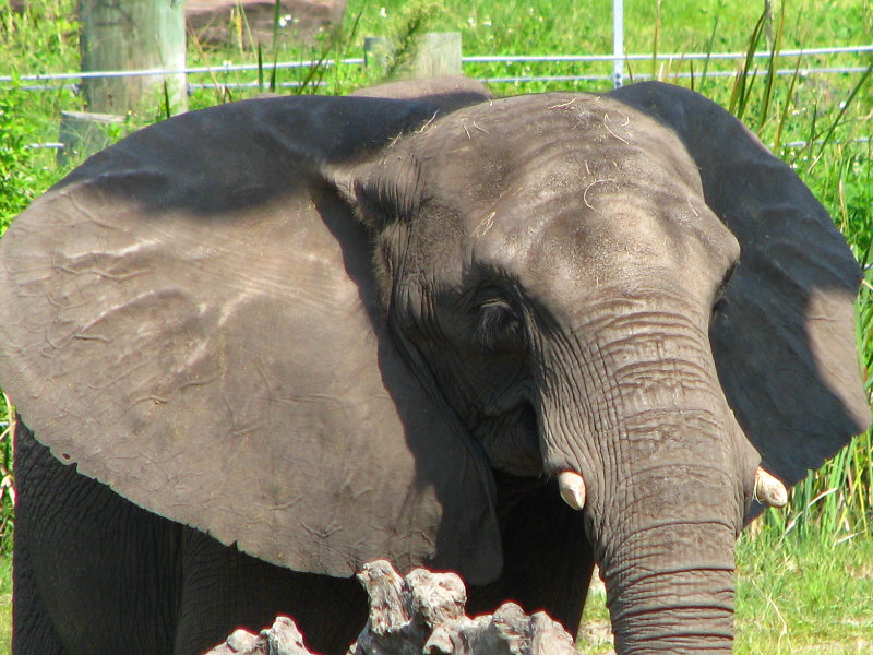 Lowry-Park-Zoo-Tampa-FL-094