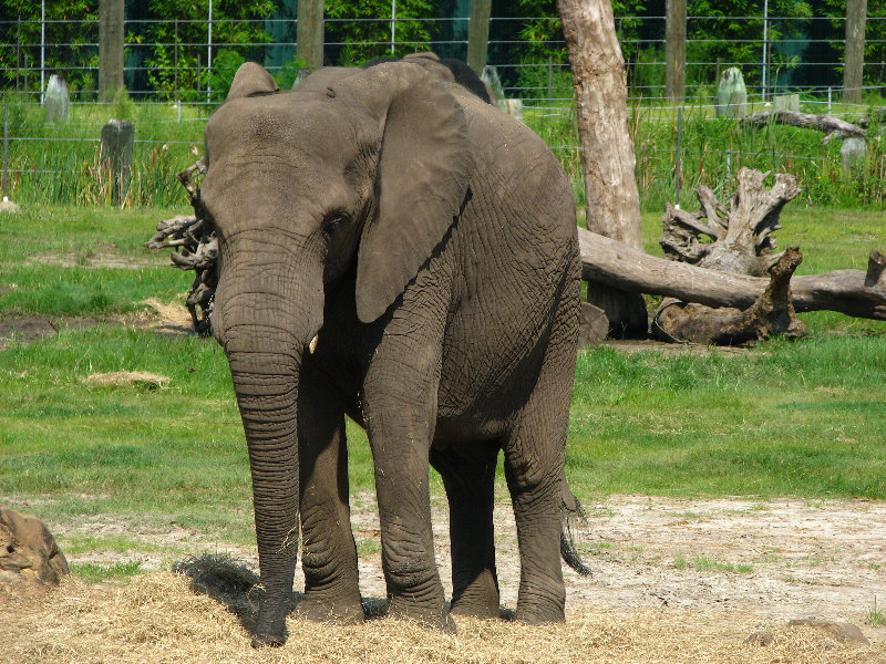 Lowry-Park-Zoo-Tampa-FL-095