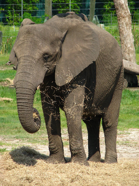 Lowry-Park-Zoo-Tampa-FL-096