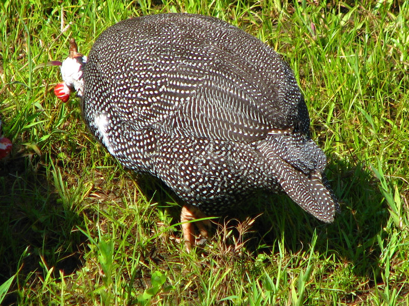 Lowry-Park-Zoo-Tampa-FL-098