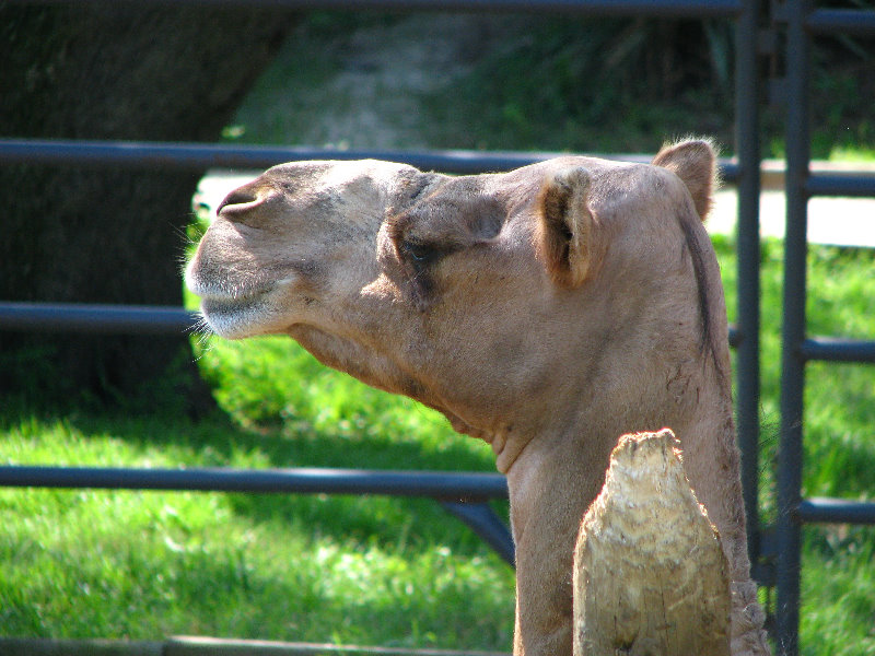 Lowry-Park-Zoo-Tampa-FL-100