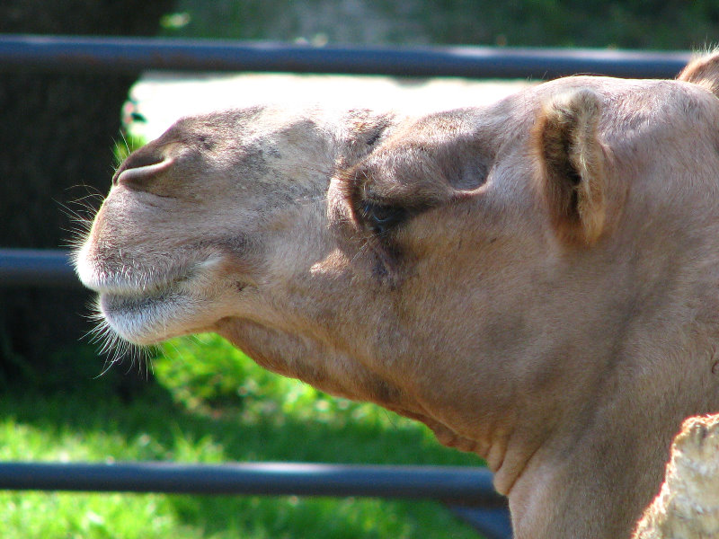 Lowry-Park-Zoo-Tampa-FL-101