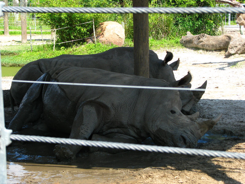 Lowry-Park-Zoo-Tampa-FL-103