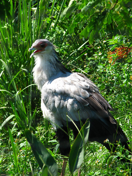 Lowry-Park-Zoo-Tampa-FL-104