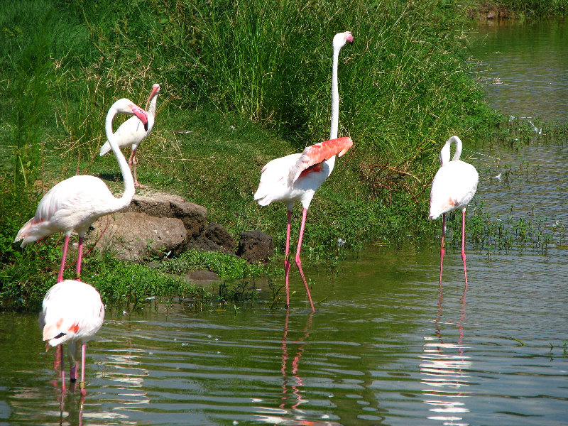 Lowry-Park-Zoo-Tampa-FL-105
