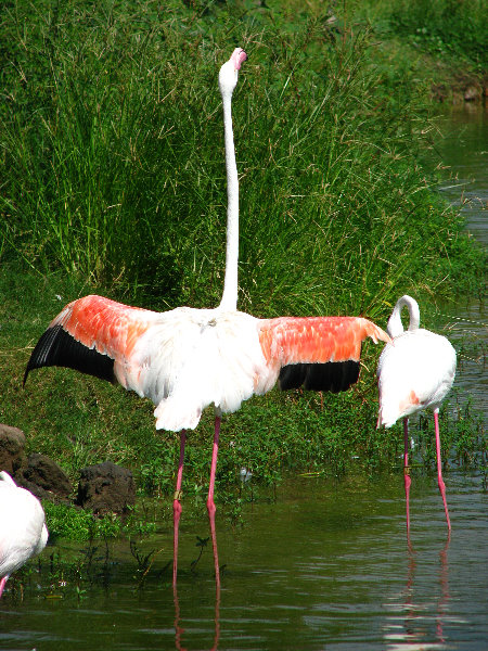 Lowry-Park-Zoo-Tampa-FL-106