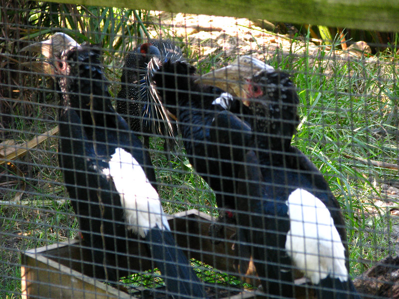 Lowry-Park-Zoo-Tampa-FL-108