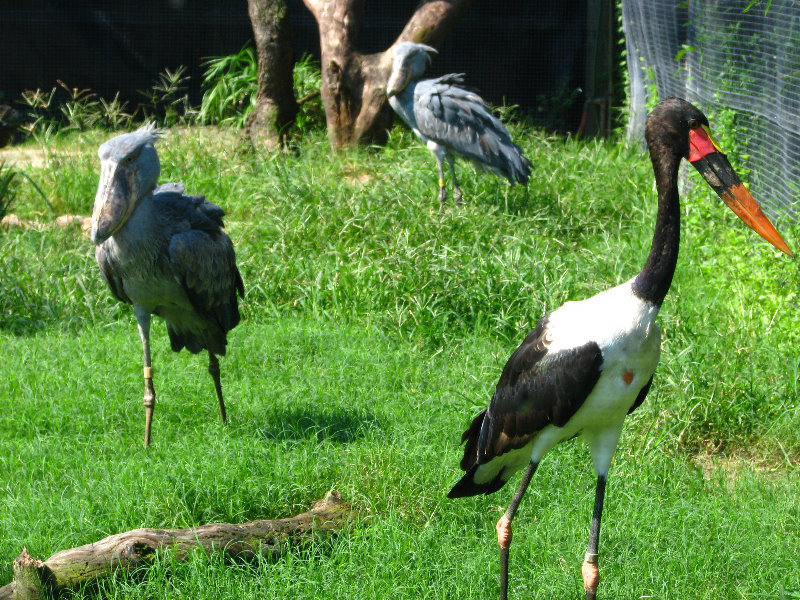 Lowry-Park-Zoo-Tampa-FL-109