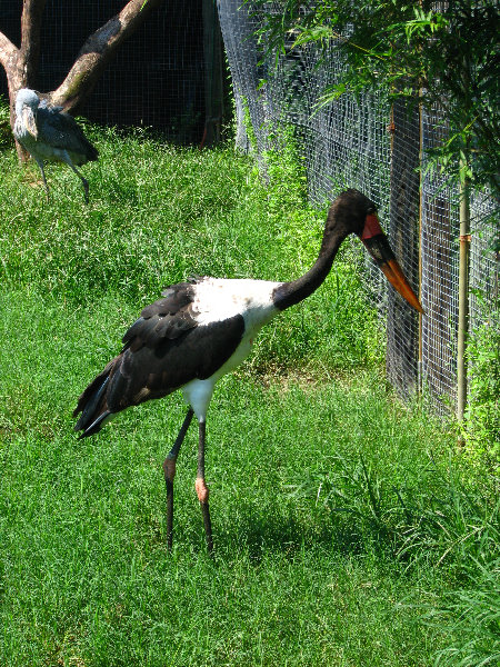 Lowry-Park-Zoo-Tampa-FL-110