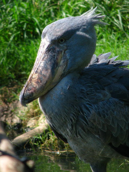 Lowry-Park-Zoo-Tampa-FL-111