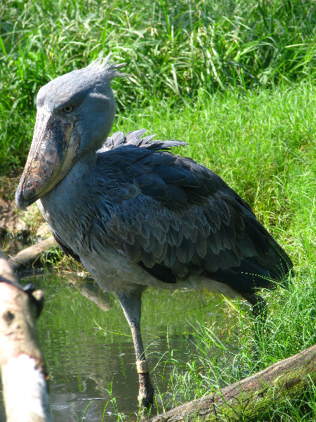 Lowry-Park-Zoo-Tampa-FL-112