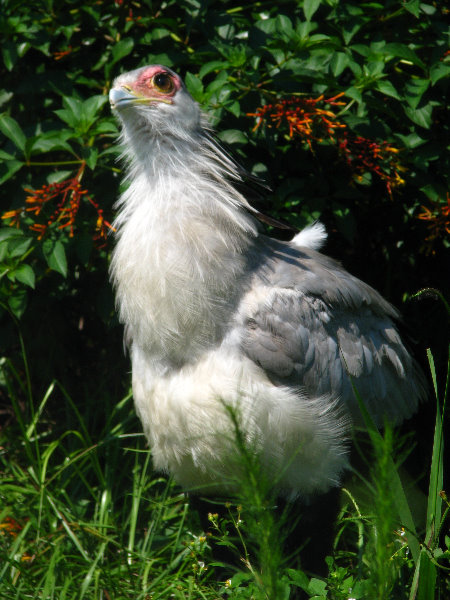 Lowry-Park-Zoo-Tampa-FL-113