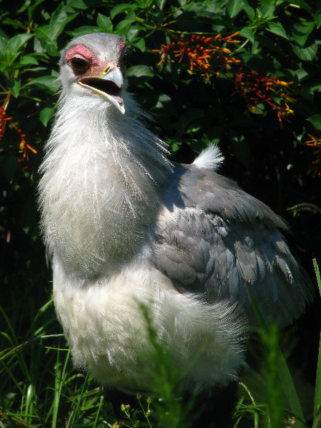 Lowry-Park-Zoo-Tampa-FL-114