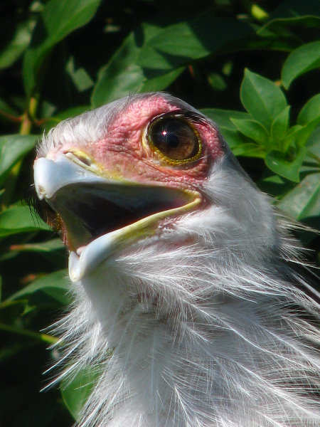 Lowry-Park-Zoo-Tampa-FL-115