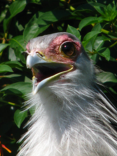 Lowry-Park-Zoo-Tampa-FL-116
