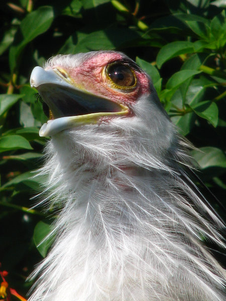 Lowry-Park-Zoo-Tampa-FL-117