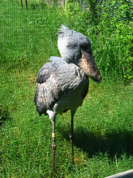 Lowry-Park-Zoo-Tampa-FL-118