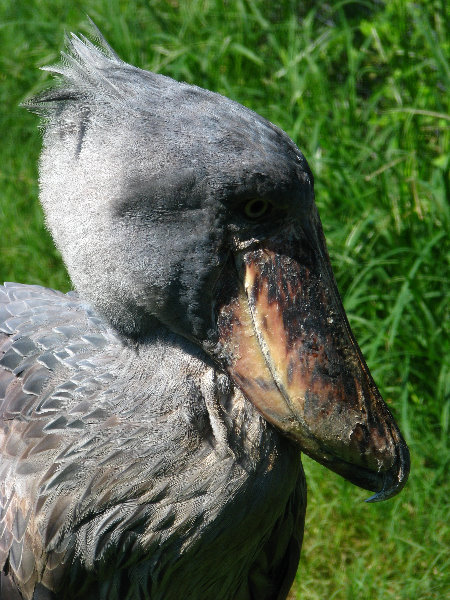 Lowry-Park-Zoo-Tampa-FL-119