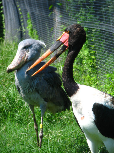 Lowry-Park-Zoo-Tampa-FL-120
