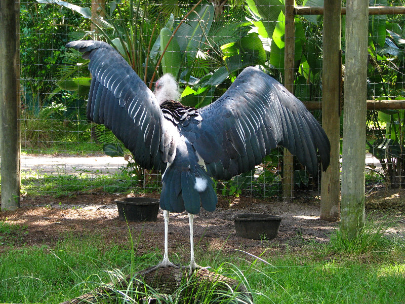 Lowry-Park-Zoo-Tampa-FL-121