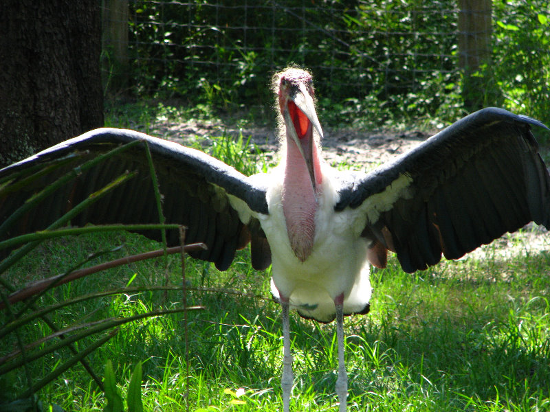 Lowry-Park-Zoo-Tampa-FL-122