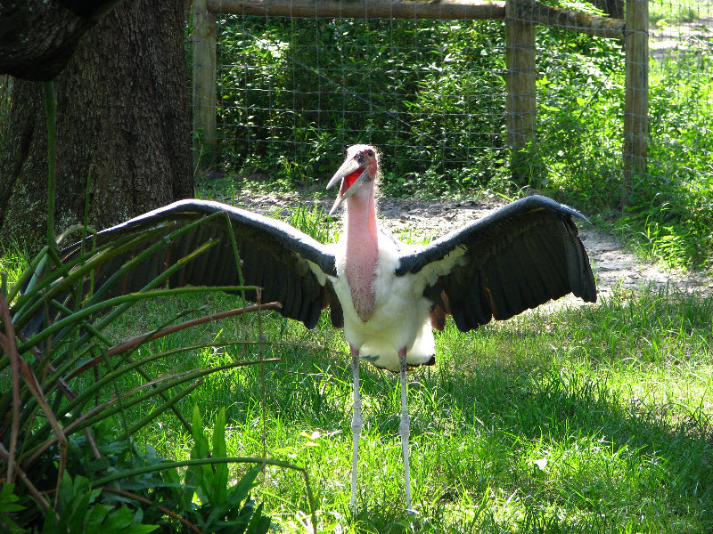 Lowry-Park-Zoo-Tampa-FL-123