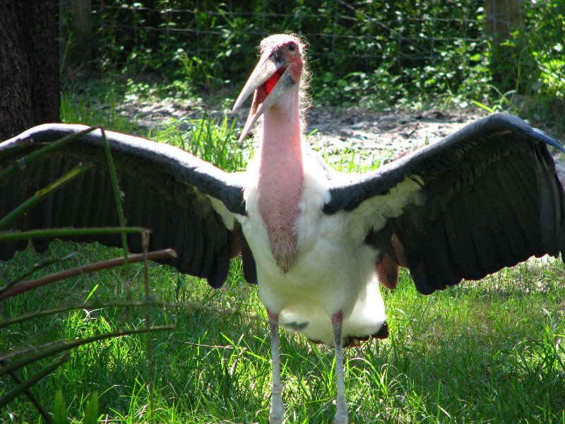 Lowry-Park-Zoo-Tampa-FL-124